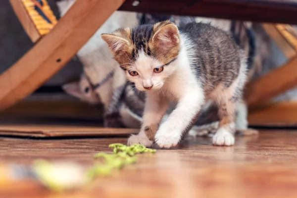 Small Restless Kitten Playing Thick Thread — Fotografia de Stock