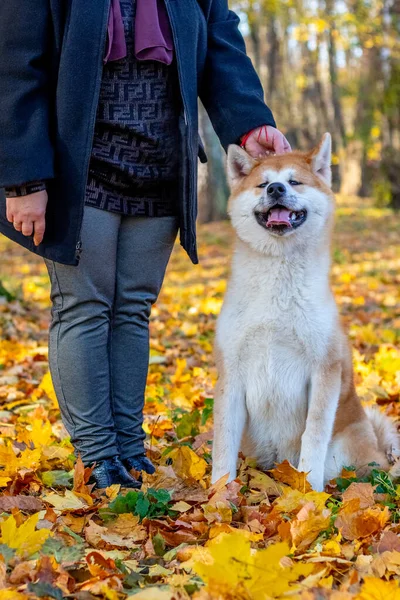 Pies Akita Kochanką Jesiennym Parku Wśród Żółtych Opadłych Liści — Zdjęcie stockowe