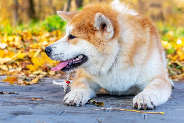 Akita Hond Liggend Een Steegje Een Herfst Park — Stockfoto
