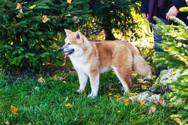 Pies Akita Swoim Właścicielem Jesiennym Parku Przy Zielonym Świerku — Zdjęcie stockowe