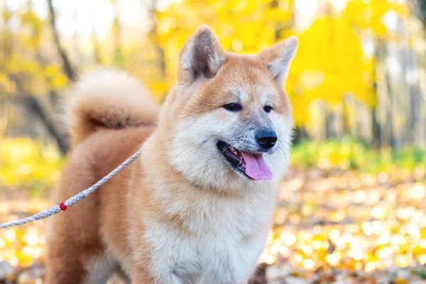 Pies Akita Smyczy Jesiennym Parku Uważnie Patrzący Przed Siebie Portret — Zdjęcie stockowe