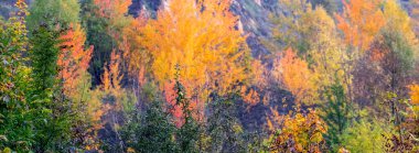 Renkli ağaçlar ve çalılarla sonbahar arkaplanı