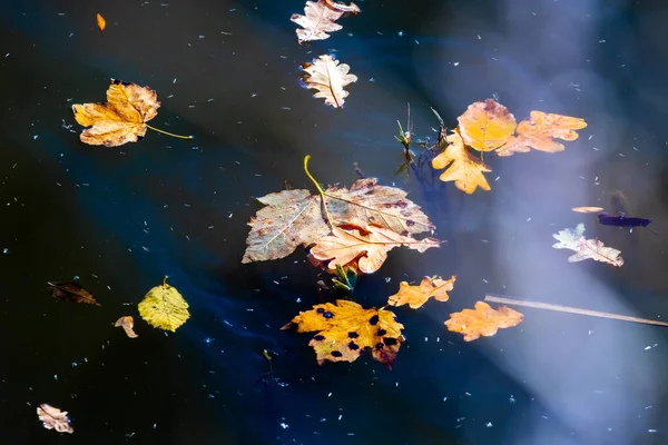 Folhas Outono Caídas Flutuam Água — Fotografia de Stock