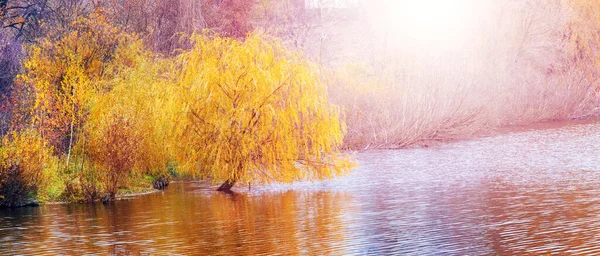 Jesienny Krajobraz Żółtą Wierzbą Nad Rzeką Słoneczną Pogodę Odbicie Drzewa — Zdjęcie stockowe