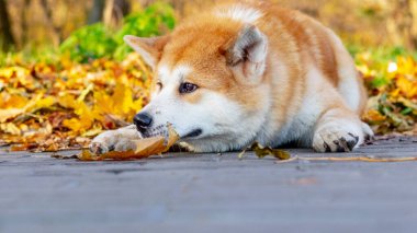 Bir sonbahar parkında bir Akita köpeği yerde yatıyor.