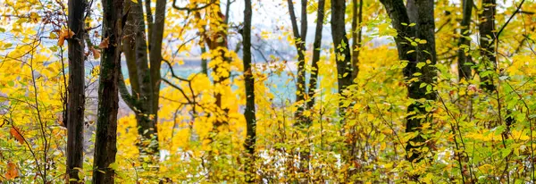 Осінній Ліс Барвистим Листям Деревах Осінній Фон — стокове фото