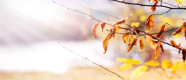 Podzimní Pozadí Barevnými Podzimními Listy Větvích Stromů Blízkosti Řeky Slunečného — Stock fotografie