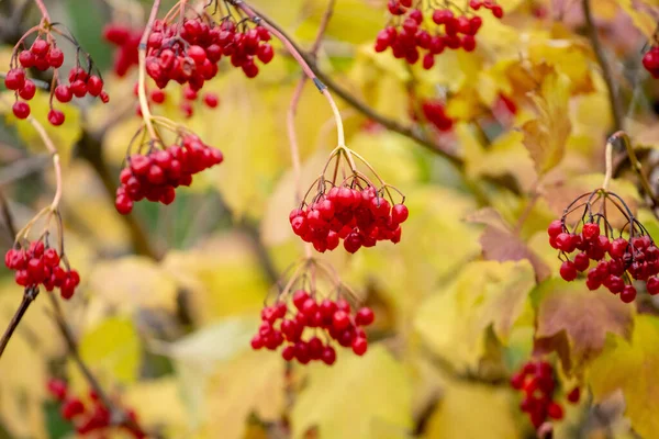 Sonbaharda Kırmızı Böğürtlen Sarı Yapraklı Viburnum Çalısı — Stok fotoğraf