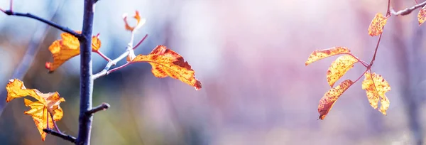 Atmosférický Podzimní Pohled Suchými Listy Větvích Stromů Zahradě Slunečného Dne — Stock fotografie