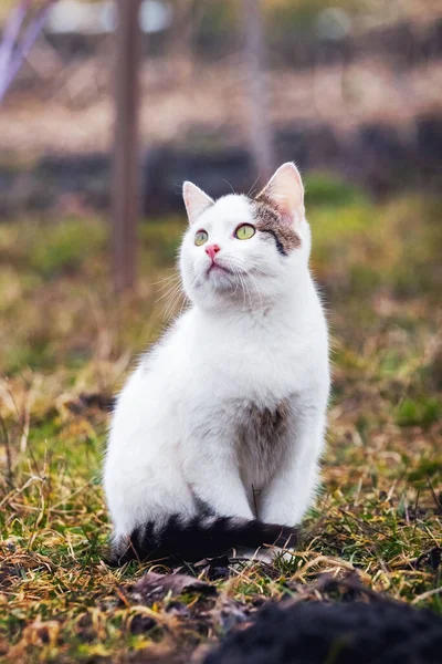 Μια Νεαρή Λευκή Γάτα Κάθεται Στον Κήπο Στο Γρασίδι Και — Φωτογραφία Αρχείου