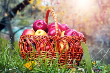 Nehir kenarındaki bir sepette olgun kırmızı elmalar. Elma hasadı