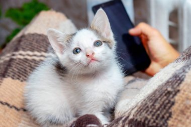 Yatakta, elinde telefon olan bir kadının yanında küçük bir kedi yavrusu.