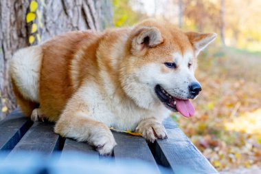 Akita köpeği sonbahar parkında bir bankta yatıyor.