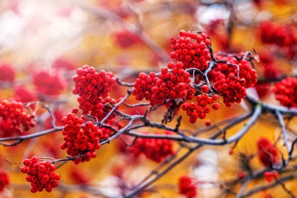 Rowan Gren Med Ljusa Röda Bär Soligt Väder — Stockfoto