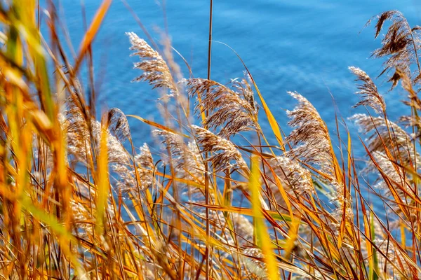 Gumpalan Rumput Kering Dan Alang Alang Dekat Sungai Musim Gugur — Stok Foto