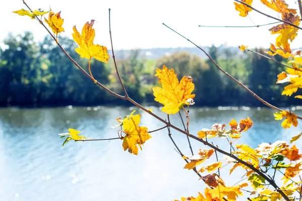Осінній Вид Жовтим Кленовим Листям Гілці Дерева Біля Річки Сонячний — стокове фото