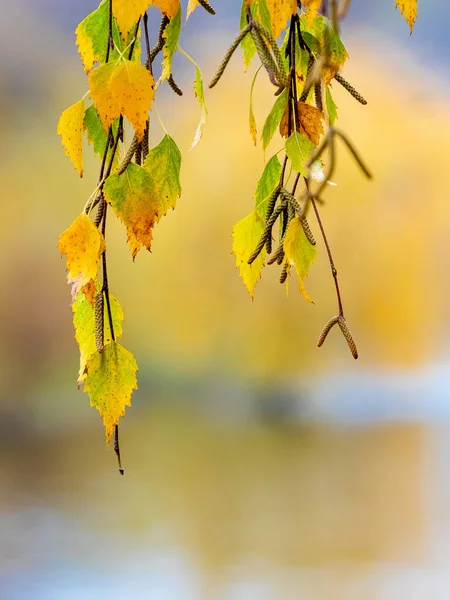Yellow Birch Leaves Tree Close Blurred Background Autumn Leaves — Stock fotografie
