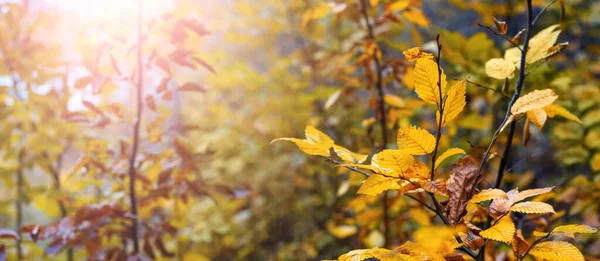 Autumn Forest Colorful Leaves Trees Sunny Day Autumn Background — Stock Photo, Image