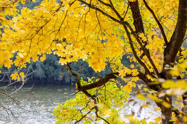 Klonowe Drzewo Żółtymi Jesiennymi Liśćmi Brzegu Rzeki Słoneczny Jesienny Dzień — Zdjęcie stockowe