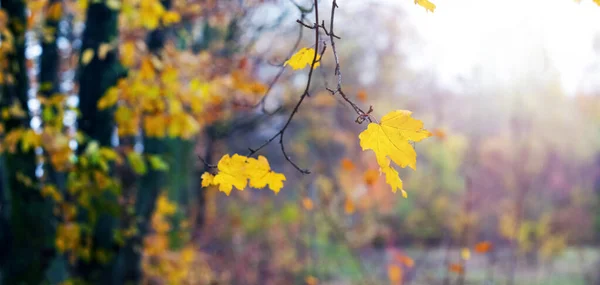 背景がぼやけている森の中に黄色の葉を持つカエデの枝 秋の景色 — ストック写真