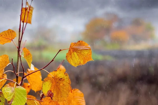 A rainy autumn day. A tree branch with yellow leaves on a blurred background in a meadow during the rain