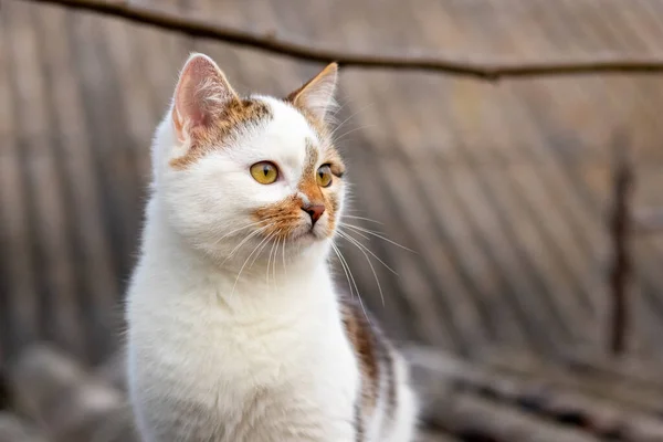 屋根裏の様子をよく見る白い斑点の猫のクローズアップポートレート — ストック写真