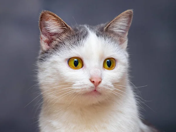 Retrato Gato Manchado Branco Com Olhar Atento Sobre Fundo Escuro — Fotografia de Stock