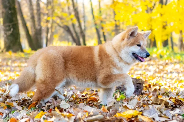 Pies Mops Stoi Pniu Parku Jesienią — Zdjęcie stockowe
