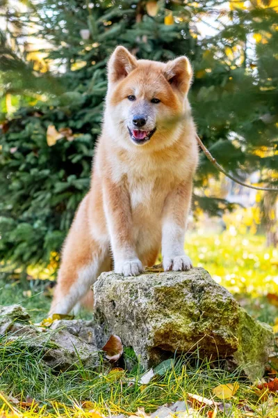 Cão Akita Fica Suas Pernas Dianteiras Uma Grande Pedra Parque — Fotografia de Stock