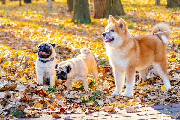 Akita dog hugs its owner in an autumn park