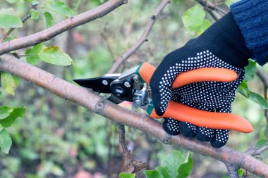 Bahçıvan, bahçedeki ağaç dallarını mezhepçilerle buduyor.