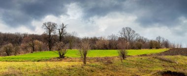 Yeşil bir tarlası olan sonbahar manzarası, uzakta bir orman ve bulutlu bir gökyüzü.