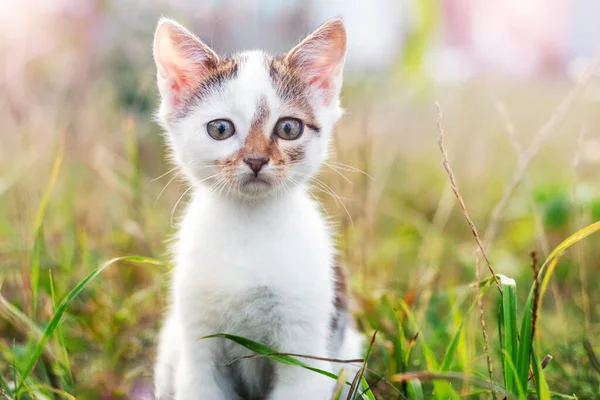 Küçük Meraklı Bir Kedi Yavrusu Bahçede Uzun Otların Arasında Oturuyor — Stok fotoğraf