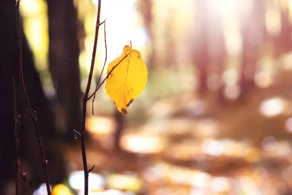 Gelbes Blatt Einem Baum Einem Herbstwald Einem Sonnigen Tag — Stockfoto
