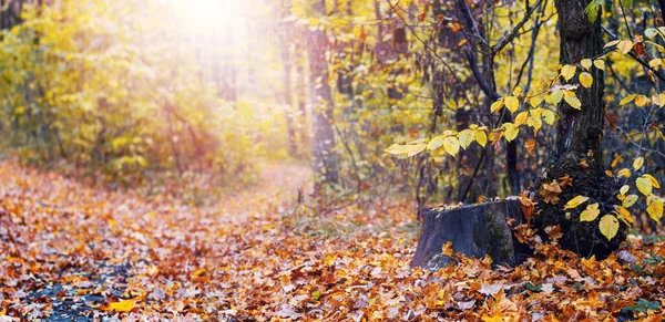 stock image Autumn forest with yellow leaves on a tree and on the ground near a stump in sunny weather