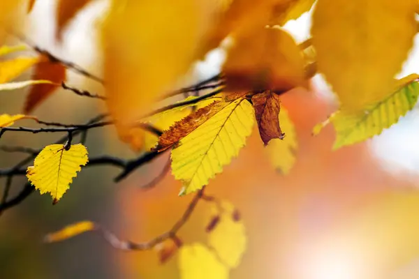 Tree Branch Yellow Autumn Leaves Forest Blurred Background — Stock Photo, Image