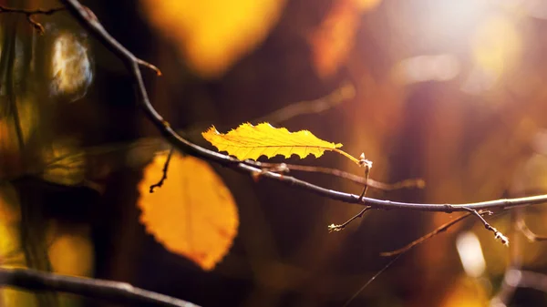 暗い背景に森の中にカラフルな紅葉を持つ木の枝 — ストック写真