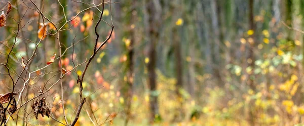 背景がぼやけている鹿の裸の枝を持つカラフルな秋の背景 コピースペース — ストック写真