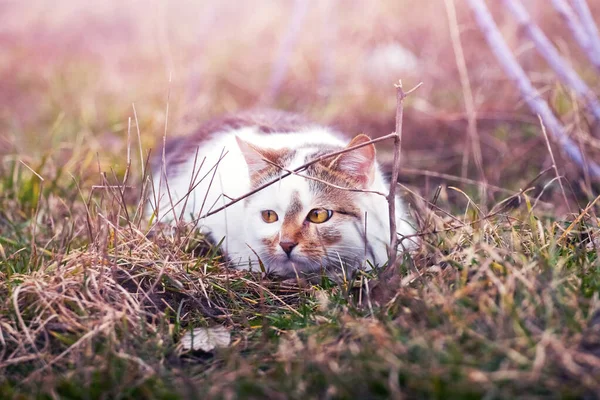 Белая Кошка Лежит Саду Траве — стоковое фото