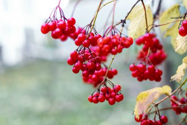 Bulanık arkaplanda kırmızı böğürtlenli Viburnum kümeleri