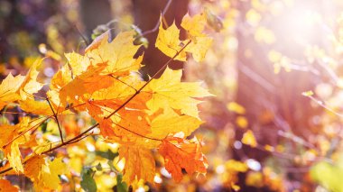 Güneşli bir günde ormanda sarı yapraklı akçaağaç dalı