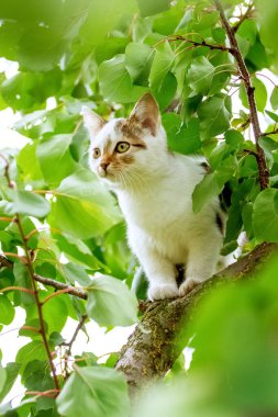 Yazın yeşil yaprakların arasında ağaçtaki küçük beyaz kedi yavrusu.