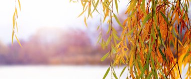 Willow branch with colorful autumn leaves by the river. A willow branch hangs over the water