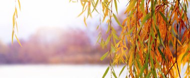 Willow branch with colorful autumn leaves by the river. A willow branch hangs over the water clipart