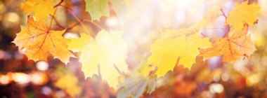 Parlak güneş ışığında renkli akçaağaç yapraklarının sonbahar arkaplanı