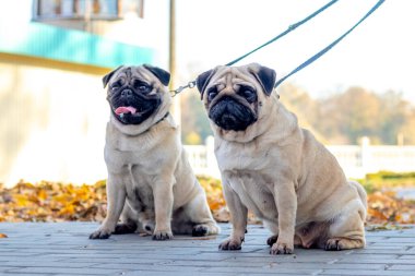 Sonbaharda parkta tasmalı iki köpek.