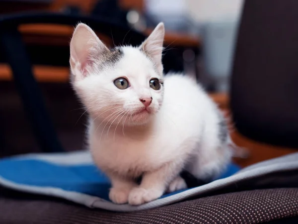 Cute Little Kitten Sits Chair Office — Stock Photo, Image