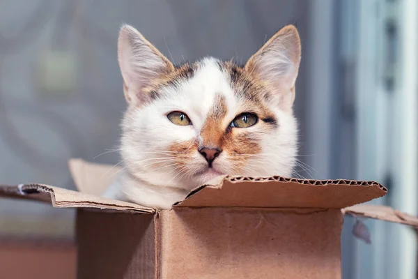 Jovem Gato Engraçado Sentado Uma Caixa Papelão — Fotografia de Stock