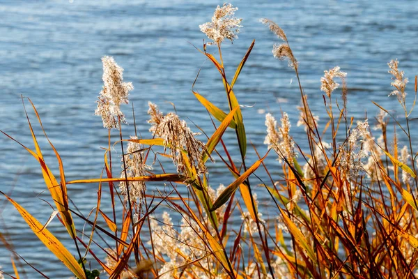 Gęstwiny Suchej Trawy Trzciny Pobliżu Rzeki Jesienią — Zdjęcie stockowe
