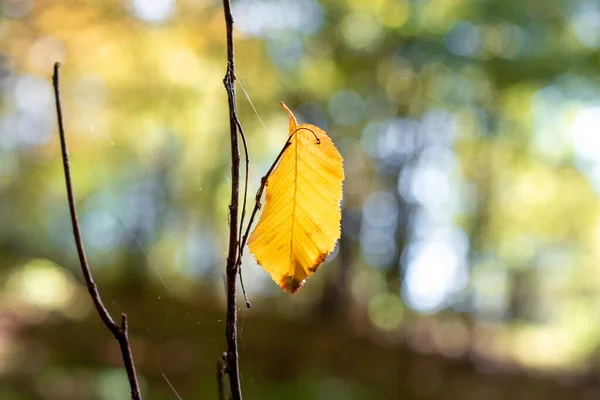 Žlutý List Stromě Podzimním Lese Slunečného Dne — Stock fotografie